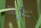 Anax imperator